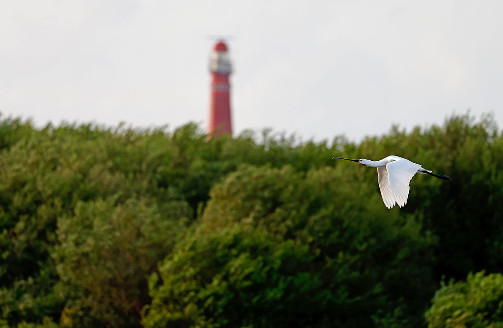 Schiermonnikoog is een eiland voor rustzoekers en het hele jaar rond boeiend om vogels te kijken.