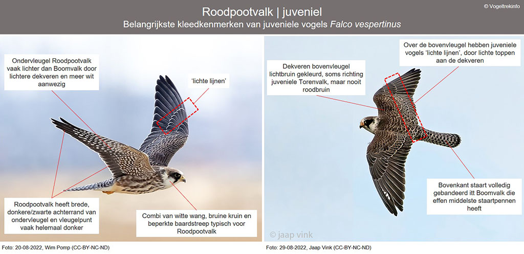 De belangrijkste kenmerken van jonge Roodpootvalken Falco vespertinus op een rij, samengevat door Vogelskijken.nl.