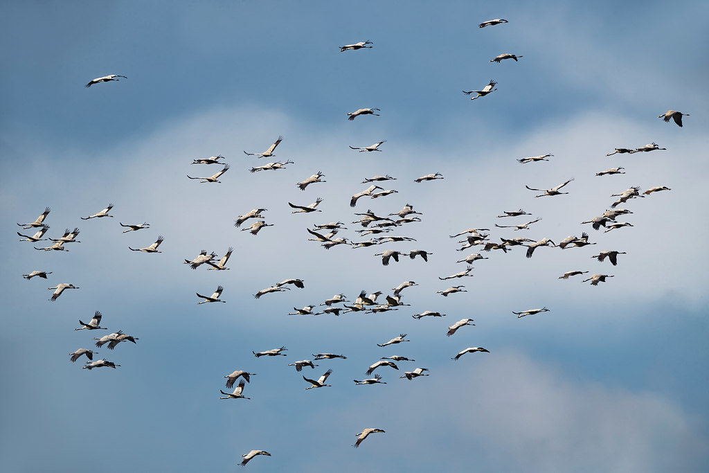 Trekkende kraanvogels zijn te voorspellen met de kraanvogelradar