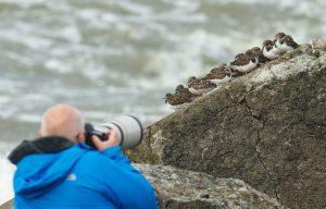 Vogelfotograaf maakt foto's van groep steenlopers
