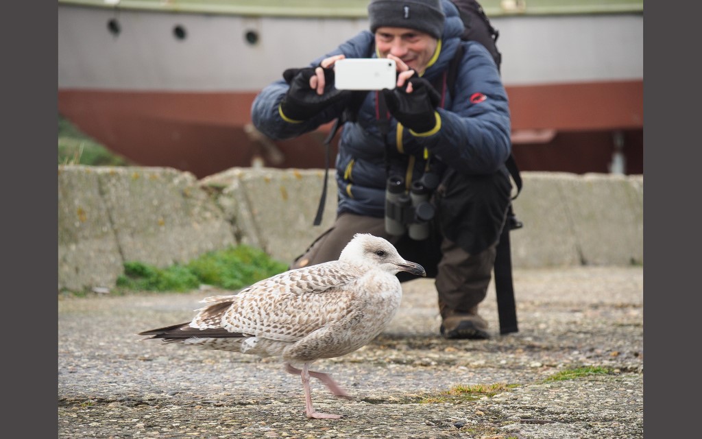 Vogelaar maakt foto met smartphone van juv. zilvermeeuw