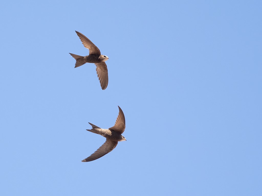 Vogeltrekjournaal: Twee vliegende gierzwaluwen