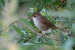 Vogelzang: de Cetti's zanger