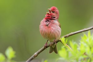 vogelgeluiden helpen je om vogelsoorten sneller te herkennen.