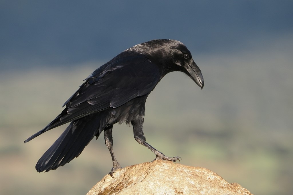 Idde Lammers'favoriete vogelsoort: de raaf.