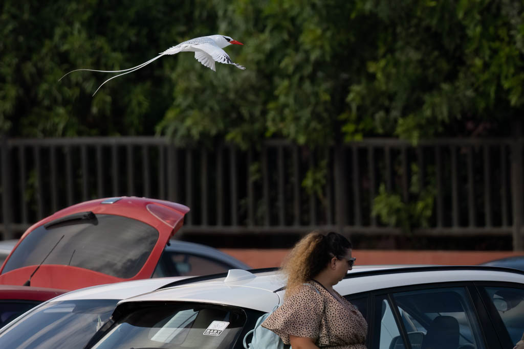 Een roodsnavelkeerkringvogel vliegt rondjes boven de hoofden van nietsvermoedende toeristen.