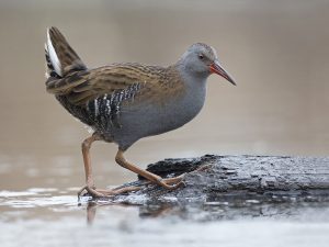 vogeltrekjournaal: De Waterral is een soort die vooral in zeer strenge winters met veel ijs te zien is langs slootranden en plassen, lopend op het ijs.
