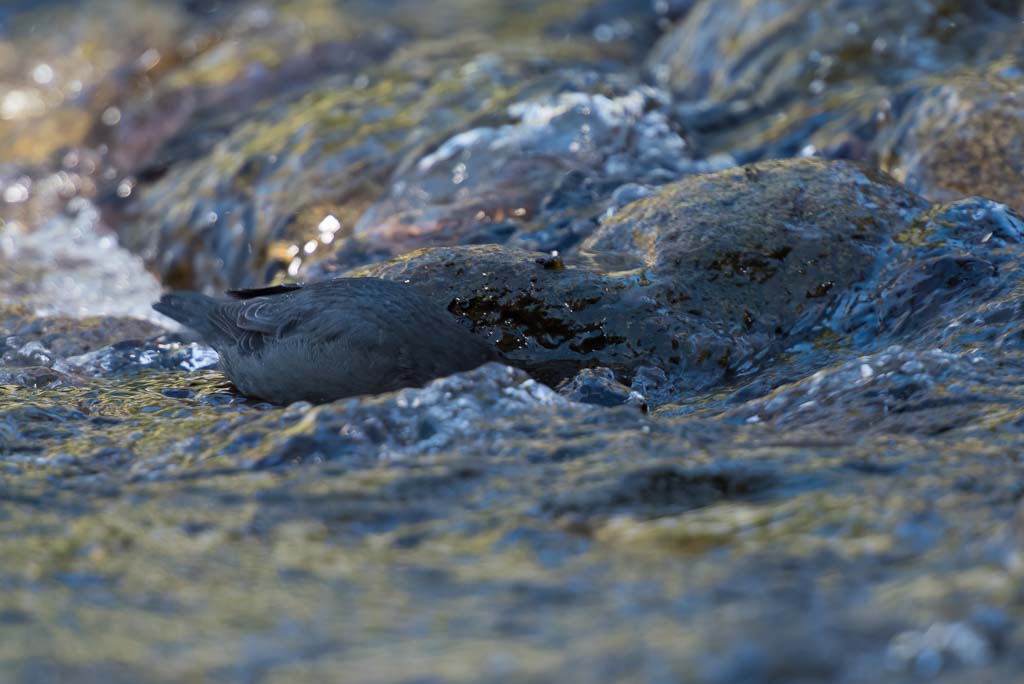 Vogelen zonder veldgids: Een Noord-Amerikaanse Waterspreeuw zie je gemakkelijk over het hoofd.