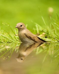 De Vogelvrijdagfoto: de tuinfluiter spiegelt zichzelf in het water.