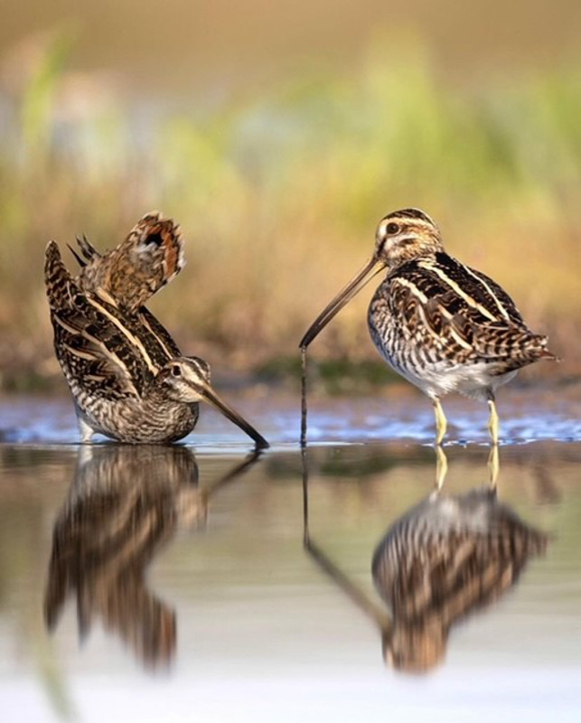 Vanuit een drijvende schuiltent: De Vogelvrijdagfoto: twee watersnippen.