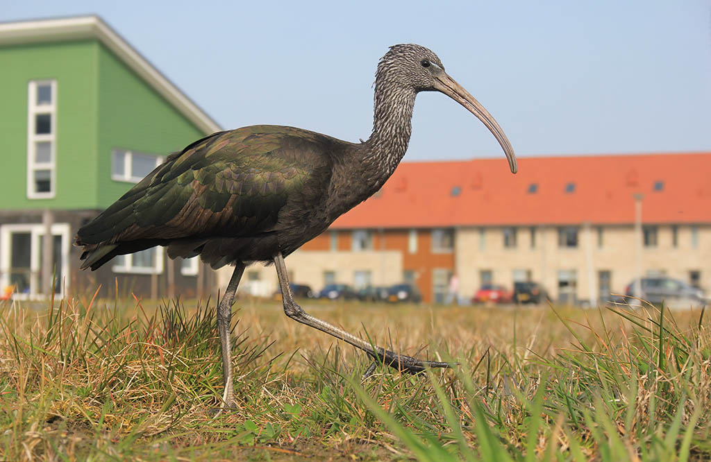 Wekelijkse Vogelradar 29 december: Zwarte ibissen kunnen erg tam zijn!