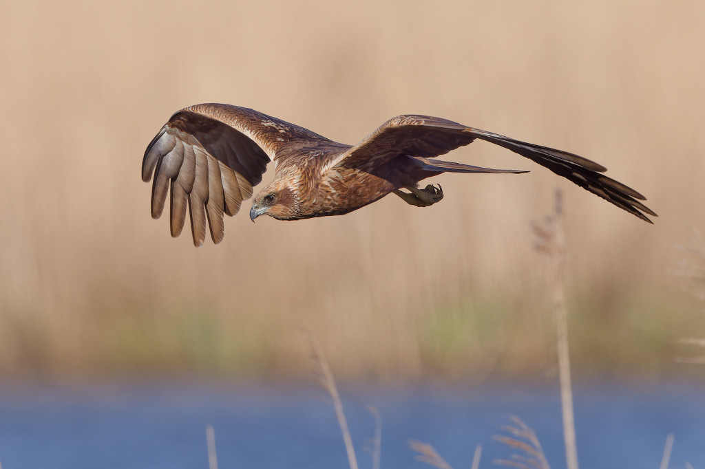 Vogelfotografie: Bruine kiekendief vrouw in vlucht.