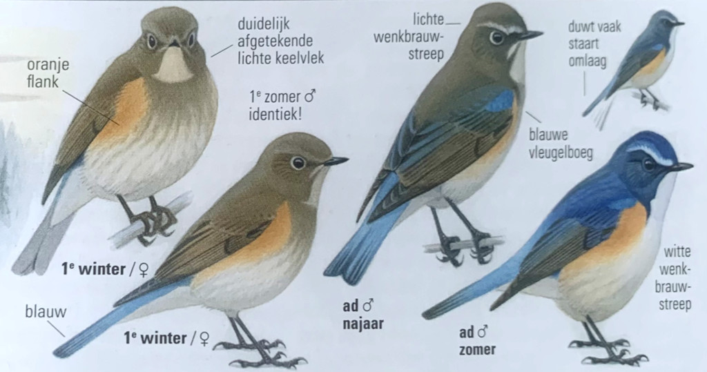 Recensie ANWB vogelgids: De blauwstaart zoals die in de nieuwe gids staat afgebeeld.