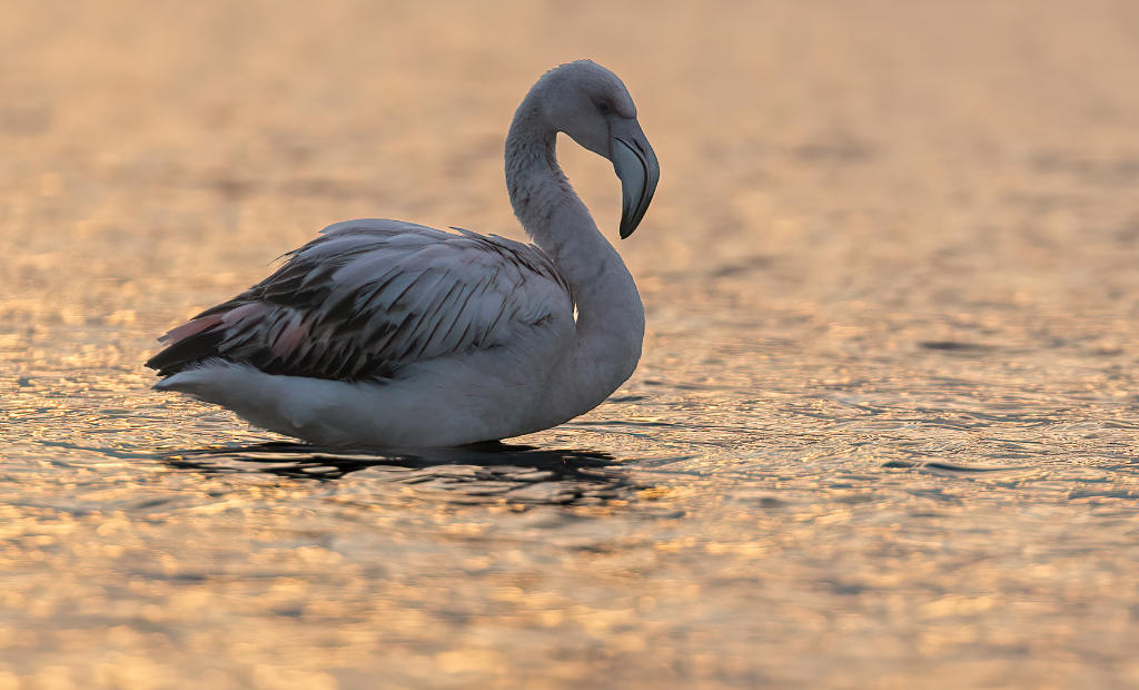 Vogelradar-26-januari-2024: Deze flamingo is al heel de winter aanwezig bij Zeewolde. 