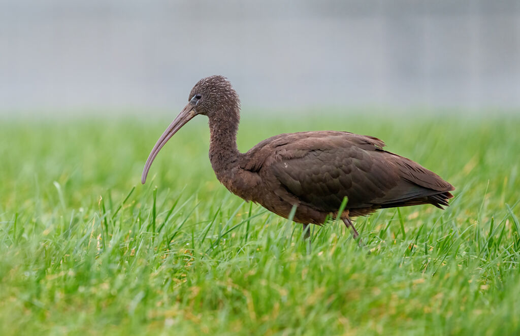 Wekelijkse vogelradar: Zwarte ibis is een zeldzame soort in Nederland, toch werden de laatste tijd er redelijk wat gevonden.