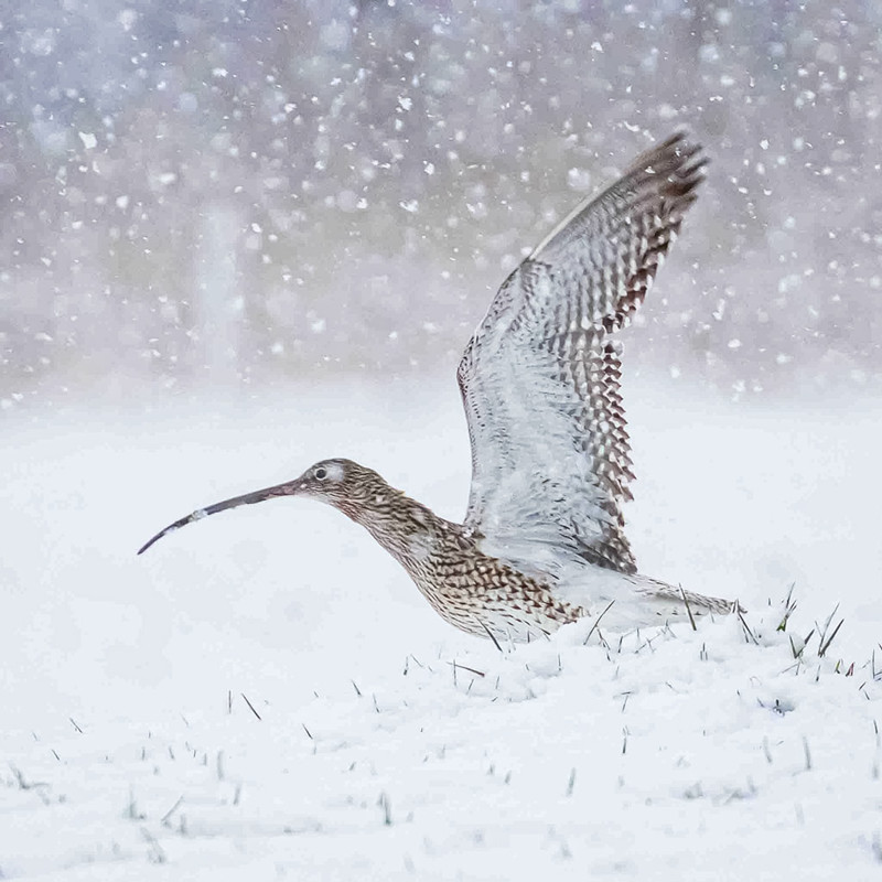 De Vogelvrijdagfeature: Een wulp in de Sneeuw.