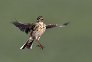 De Vogelvrijdagfoto: Graspieper in vlucht.