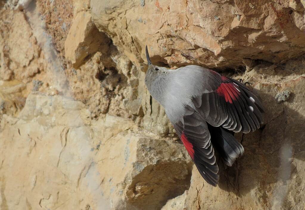 Wekelijkse vogelradar: Rotskruiper is misschien wel de mooiste soort die je in Europa kan zien.