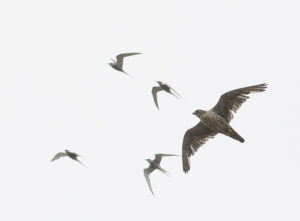 vogelradar 9 februari 2024: De witte vorm van de Giervalk komt voor op Ijsland. De vogel die nu op Texel zit, is van de donkere vorm en komt waarschijnlijk uit Scandinavië.