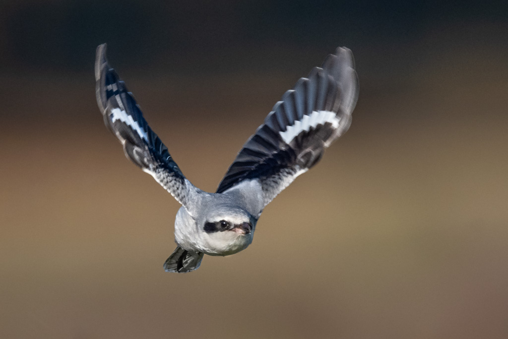 Vogelfotografie: Ineens komt de klapekster recht op mij afvliegen… 