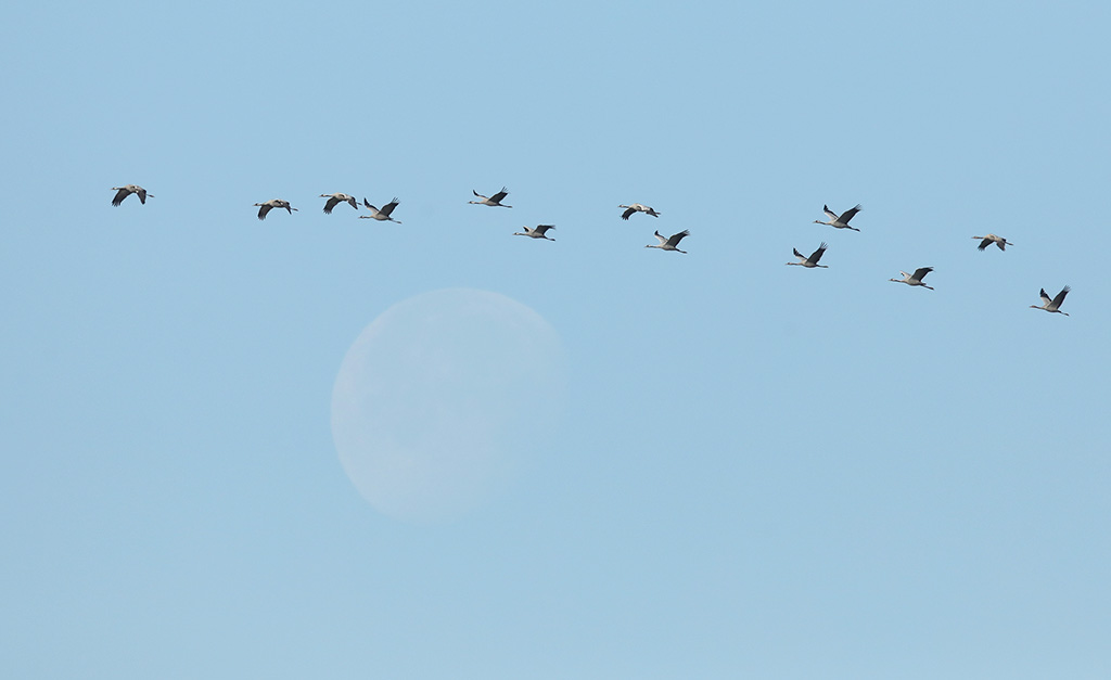 vogelradar 24 februari 2024: Kraanvogels op trek, voor velen een moment om naar uit te kijken in het voor- en najaar!
