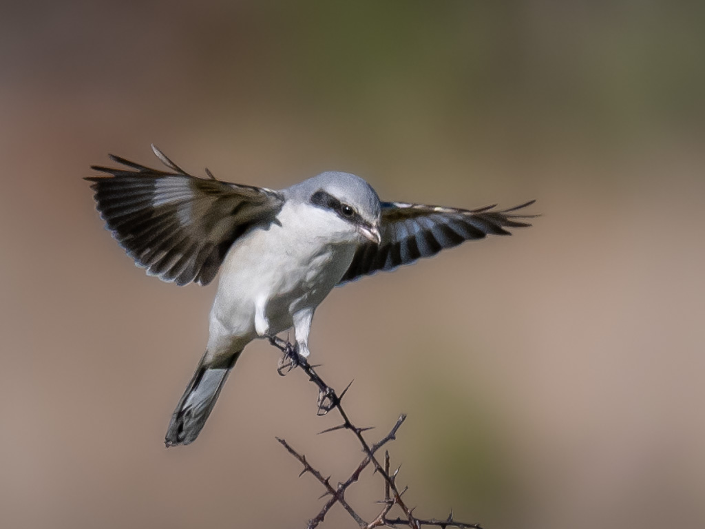 De vogelvrijdagfoto: Klapekster probeert balans te vinden tijdens de landing op een Meidoornstruik.