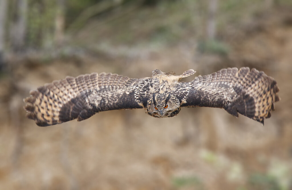 wekelijkse vogelradar - 8 maart: Oehoes zijn zeer machtige uilen met klauwen zo groot als een mensen hand.
