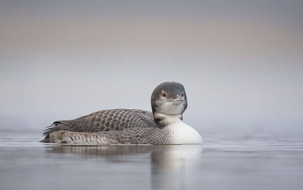 Vogelfotografie: De ijsduiker zwom wat rond in een wak.