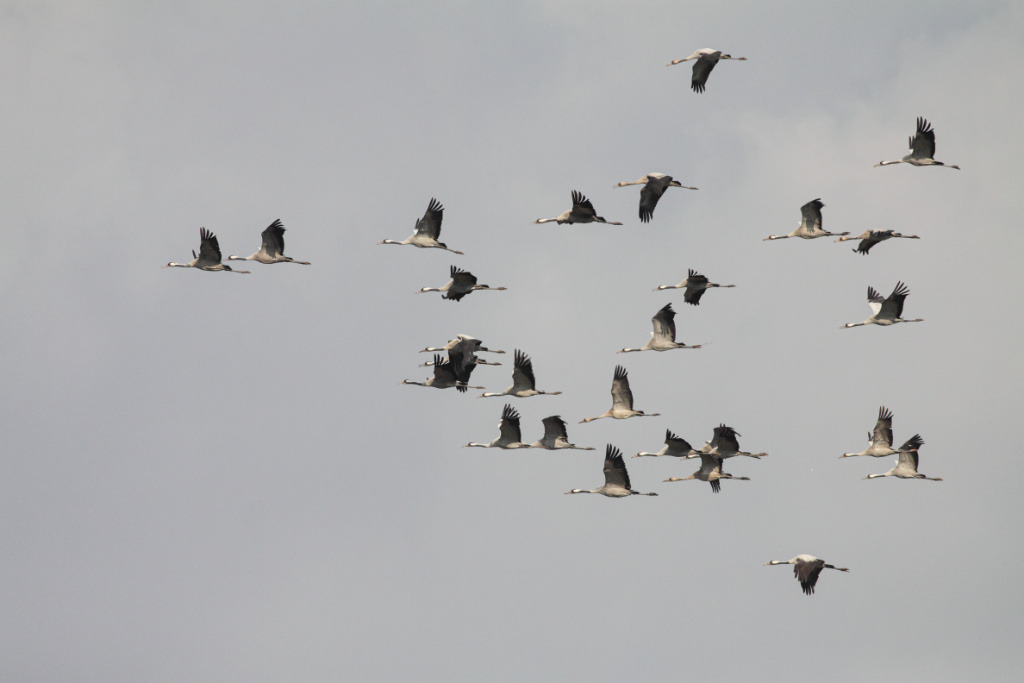 Wekelijkse vogelradar: In sommige delen van het land kwamen ze afgelopen week prachtig voorbij, de altijd indrukwekkend blijvende kraanvogels.