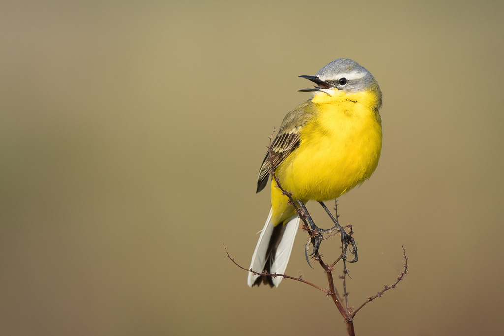 Vogeltrekjournaal 26 maart: een gele kwikstaart.