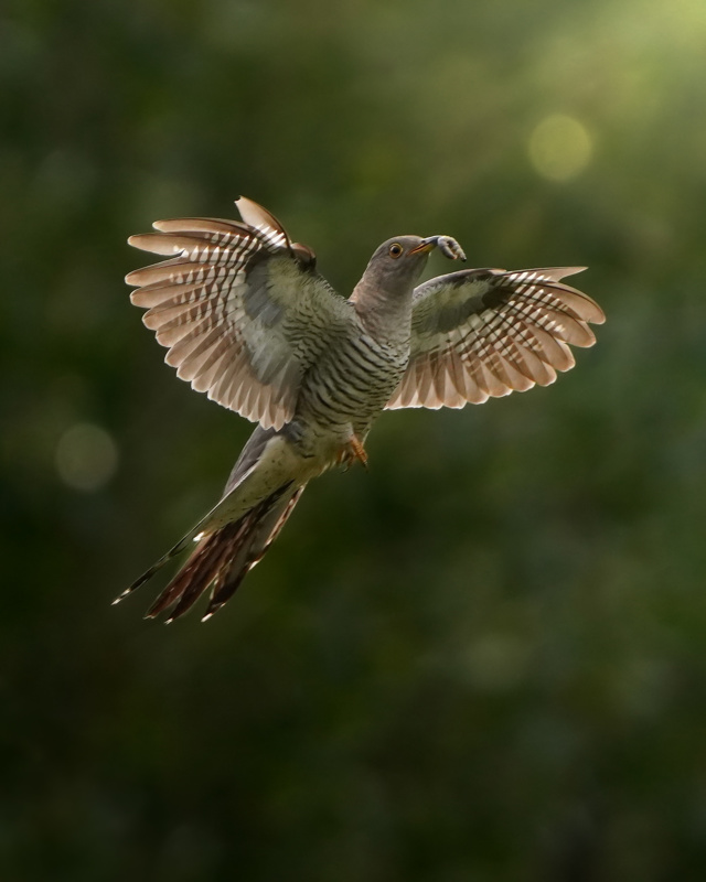 Vogelfotografie: De vogelvrijdag foto: de koekoek met een rupsje in vlucht.