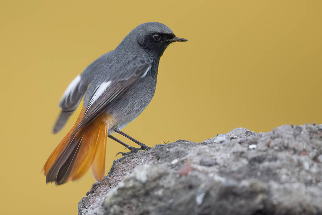 Wapenwedloop: Wat zou dat zwarte vogeltje met die rode staart eigenlijk zijn?