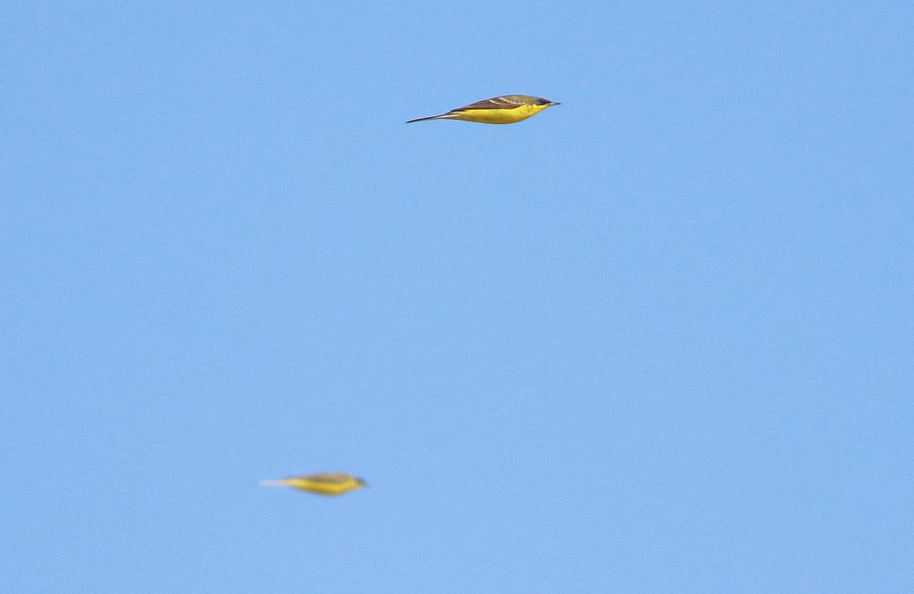 Vogeltrekjournaal 30 april: Goed opletten bij overvliegende gele kwikstaarten, er kan maar zo een noordse tussen zitten!