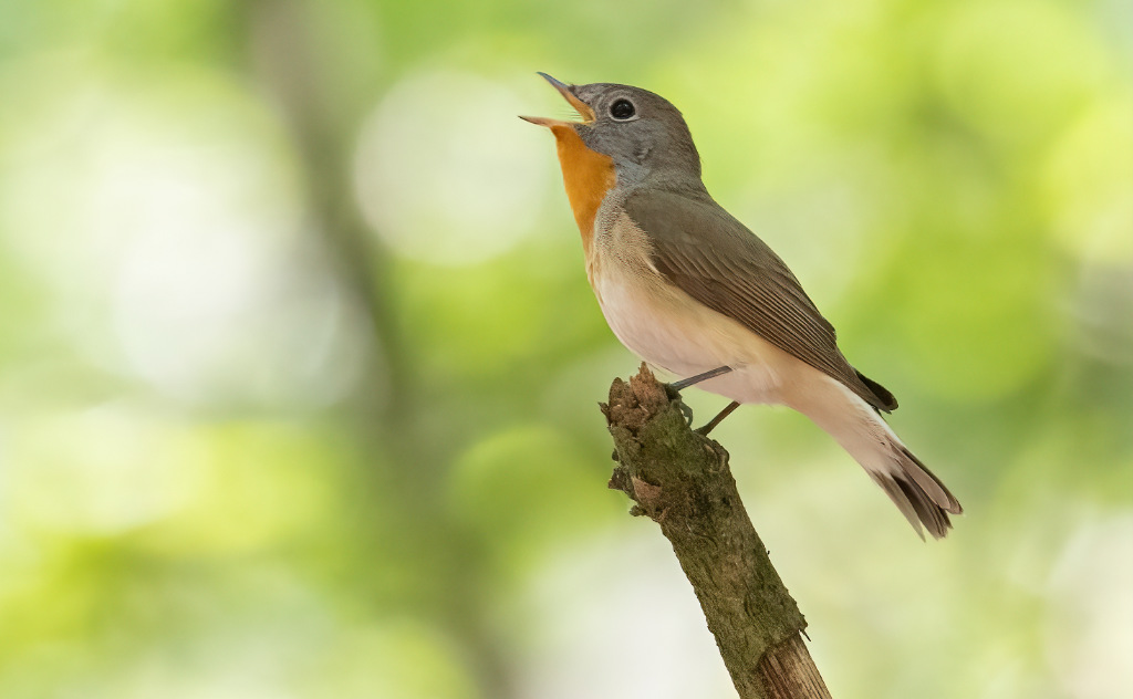 Vogelradar 10 mei: Komende periode is om zeldzame bossoorten zoals de kleine vliegenvanger te vinden. 