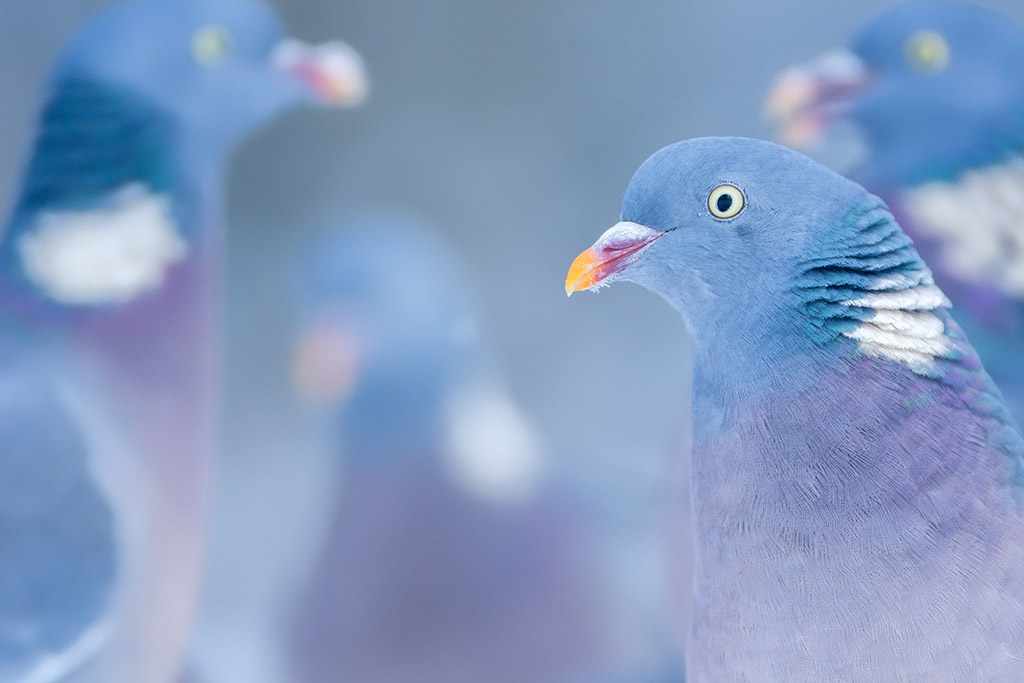 Vogelfotografie: Duiven onderonsje