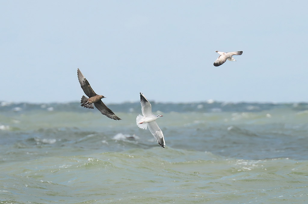 wekelijkse vogelradar 18 juni: De kleine jager, een soort die je in Nederland vrijwel alleen maar ziet op zee.