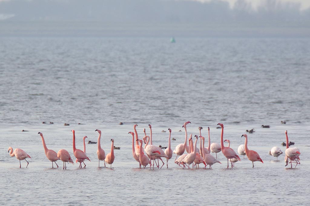 Fouragerende flamingo's bij Battenoord.