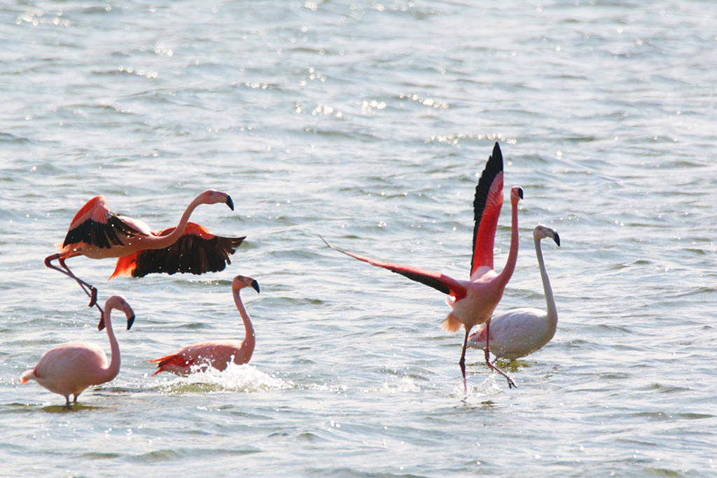 Flamingo's bij Battenoord.